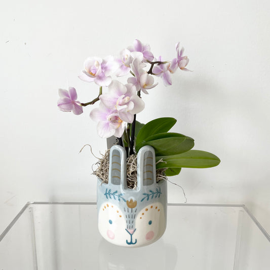 Bunny pot orchid