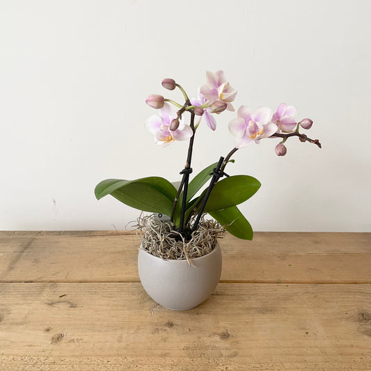 Mini Orchid taupe pot