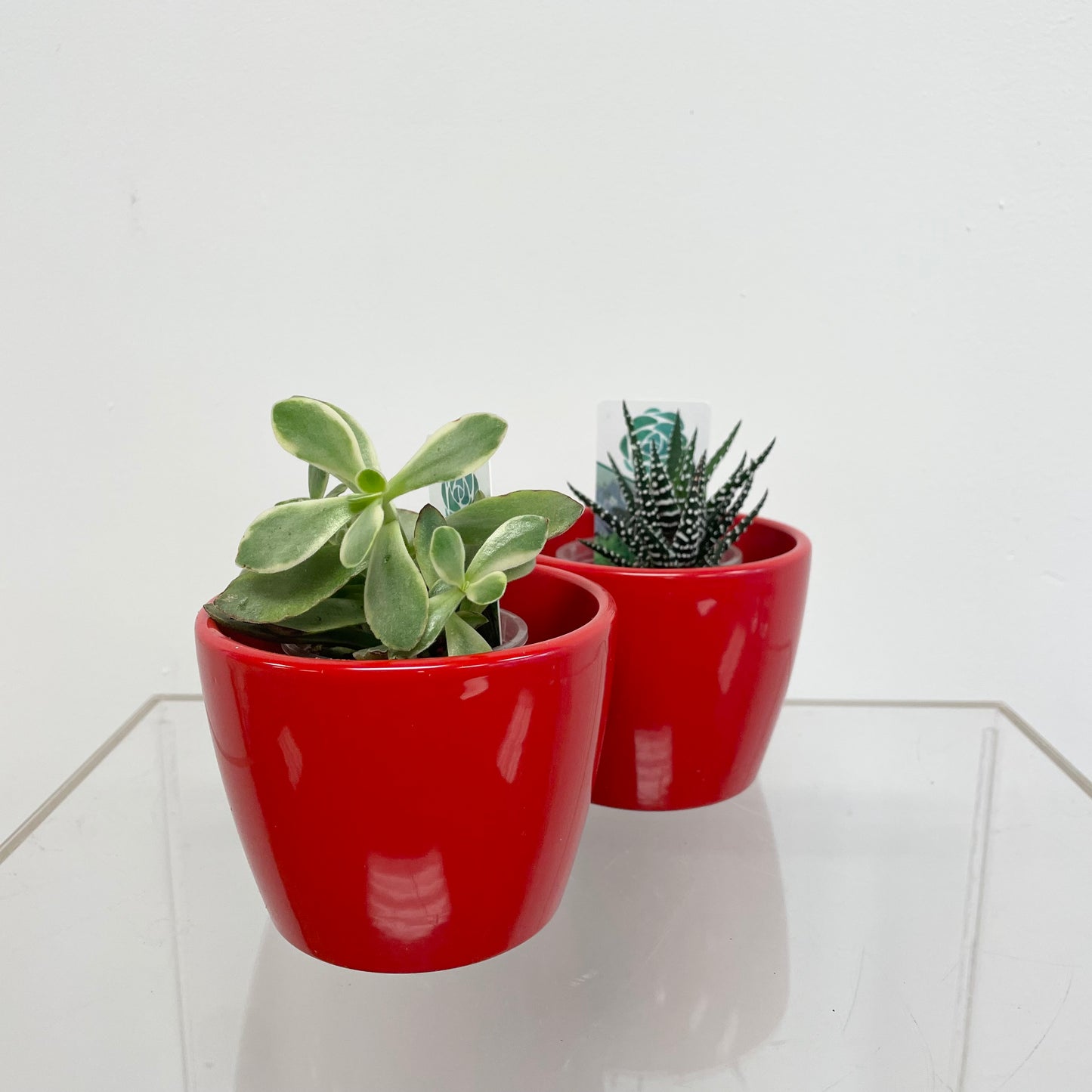 Succulent in 4” red ceramic pot