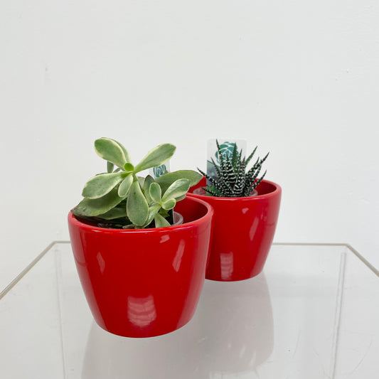 Succulent in 4” red ceramic pot